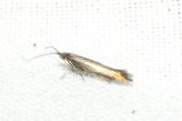 Coleophora