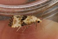 Eupoecilia angustana