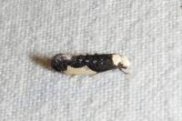 Monopis monachella