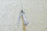 Swammerdamia