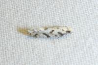Stenolechia gemmella