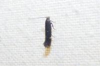 Aproaerema anthyllidella