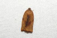Cacoecimorpha pronubana