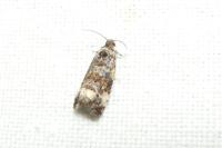 Endothenia