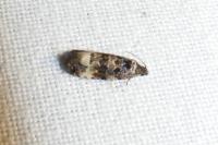 Endothenia