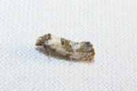 Neocochylis molliculana