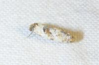 Neocochylis molliculana