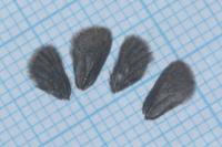 Epichnopterix plumella