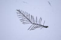 Epichnopterix plumella