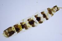 Epichnopterix plumella