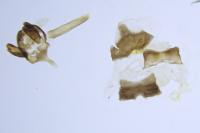 Epichnopterix plumella