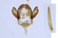 Epichnopterix plumella