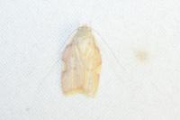 Carcina quercana
