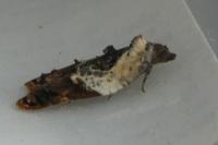 Acleris variegana
