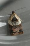 Acleris variegana