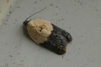 Acleris variegana
