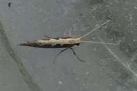Plutella xylostella