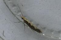 Plutella xylostella