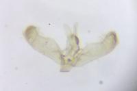 Elachista lugdunensis