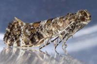 Digitivalva granitella