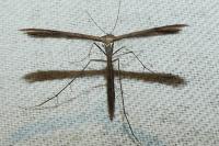 Stenoptilia
