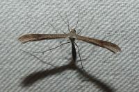 Stenoptilia