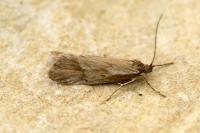 Diurnea lipsiella