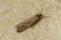 Diurnea lipsiella