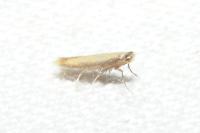 Coptotriche marginea