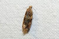 Celypha cespitana