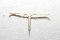 Emmelina monodactyla