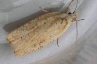 Agonopterix nervosa