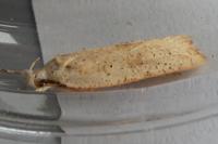 Agonopterix nervosa