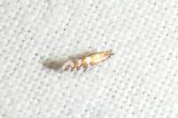 Phyllonorycter quinqueguttella