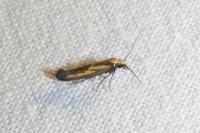 Ochromolopis ictella