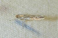 Pyroderces argyrogrammos