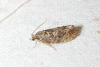 Eudemis profundana