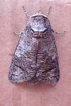Cossus cossus