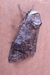 Cossus cossus