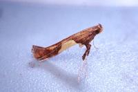 Caloptilia hauderi