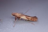 Caloptilia hauderi