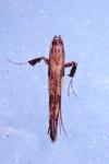 Caloptilia hauderi
