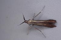 Coleophora