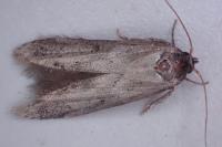 Blastobasis glandulella