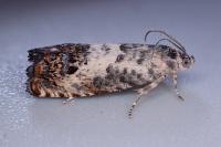 Pammene fasciana