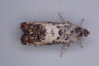 Pammene fasciana