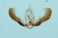 Pammene fasciana