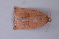 Archips rosana