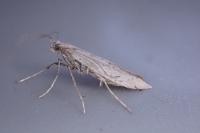 Aspilapteryx tringipennella