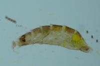 Aspilapteryx tringipennella